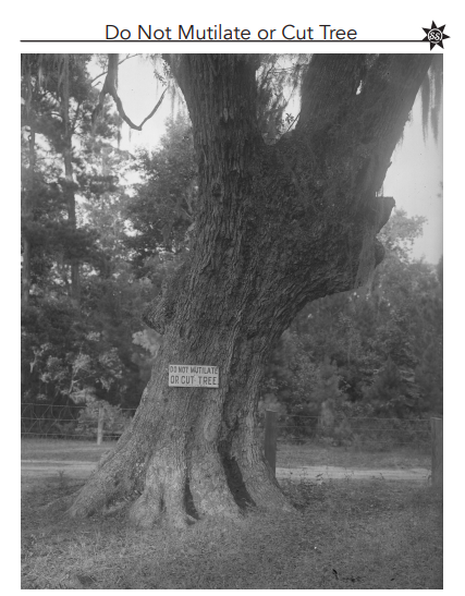 Scene Spur Tree Photo 